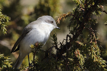 Lesser Whitethroat 