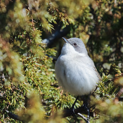 Lesser Whitethroat 