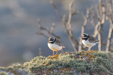 Common Ringed Plover
