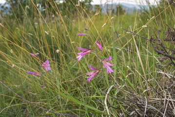 Gladiolus italicus