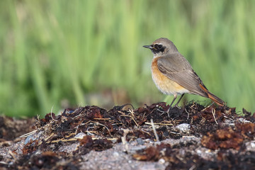 common redstart 
