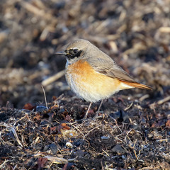 common redstart 