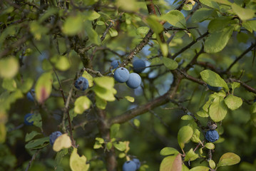 Prunus spinosa