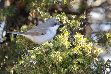 Lesser Whitethroat 