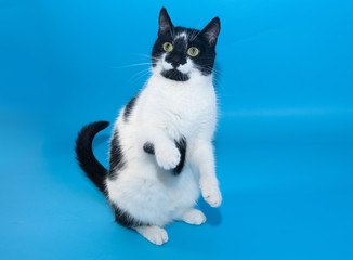 Black and white cat is standing on its hind legs on blue background