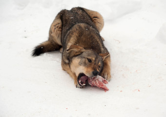 Homeless brown dog gnawing bone lying on snow