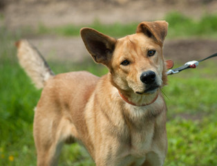 Red dog standing on leash in grass