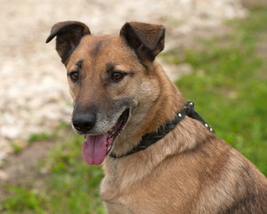 Red dog with his tongue sticking out sitting in grass