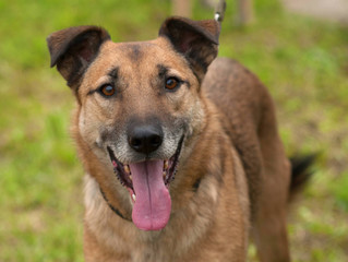 Red dog standing on background of grass