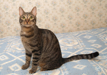 Fototapeta na wymiar Tabby cat sitting on the bed, laid by veil