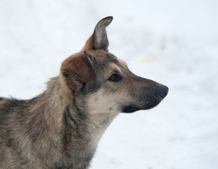 Gray homeless dog stands on snow
