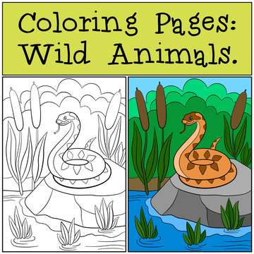 Coloring Pages: Wild Animals. Viper lies on the stone.