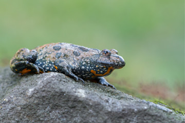 European fire-bellied toad - Bombina bombina