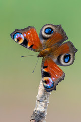 Naklejka premium European peacock - Aglais io