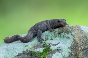 Alpine newt - Ichthyosaura (Triturus) alpestris