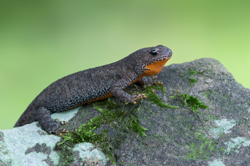 Alpine newt - Ichthyosaura (Triturus) alpestris