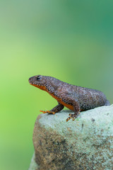 Alpine newt - Ichthyosaura (Triturus) alpestris