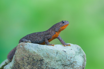 Alpine newt - Ichthyosaura (Triturus) alpestris