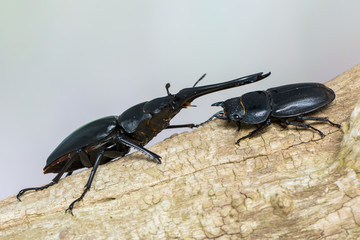 Giraffe Stag-Beetle - Prosopocoilus giraffa keisukei