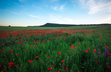 Beautiful Landscape with poppy meadow. Composition of nature.