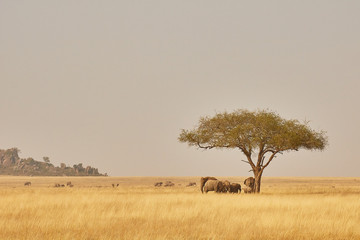 Obraz premium Chasing shadow