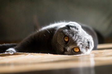 Scottish fold cat posing