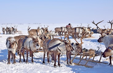 Reindeer herders in the North
