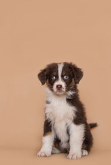 Australian shepherd puppy posing in the studio.