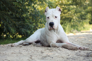 Obraz premium Dogo argentino in beautiful park.