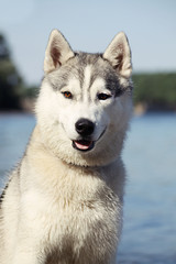 Siberian husky posing near the lake.