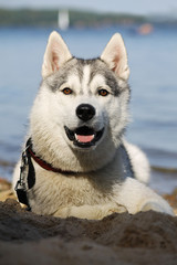 Siberian husky posing near the lake.