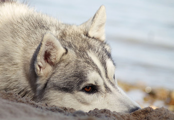 Siberian husky posing near the lake.