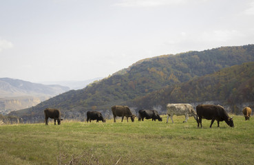коровы пасутся на осеннем лугу
