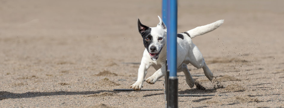 Jack Russell Terrier  in agility slalom. Sized to fit for cover image on popular social media site.