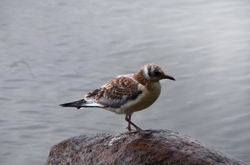 Bird on stone. 