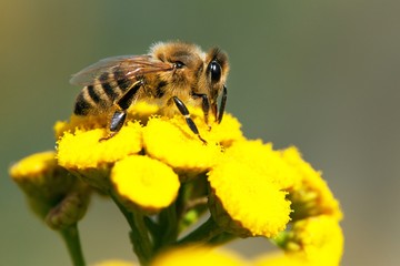 bee or honeybee in Latin Apis Mellifera