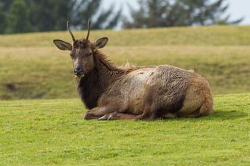 An elk lays down in the grass.