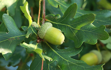 Feuilles de chêne et glands