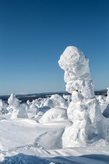 Fototapeta na wymiar Winter landscape. The snow-clad trees on Mount Nuorunen. The Republic of Karelia. Russia