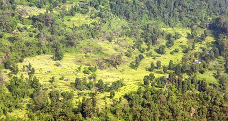 golden terraced rice or paddy field in Nepal