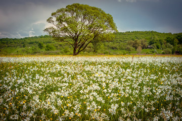 A field of wild narcissus. Narcissus Valley in Ukrainian Carpathians. Spring in the mountains. UKRAINE