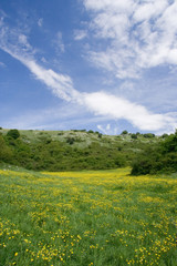 Obraz premium the rapeseed is grown for the production of animal feed, edible vegetable oils, and biodiesel