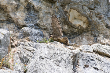 The peregrine falcon (Falco peregrinus), is a widespread bird of prey in the family Falconidae
