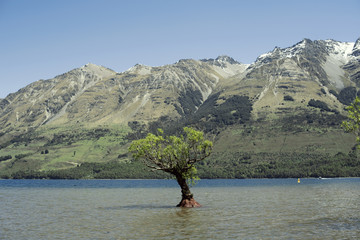 Paisaje montañoso frente el que destaca un árbol saliendo del medio de un lago