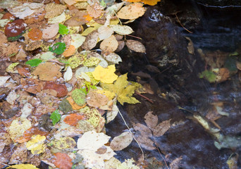 leaves floating on a pond