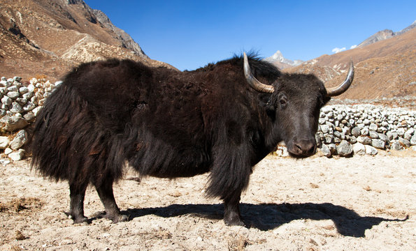 Black yak