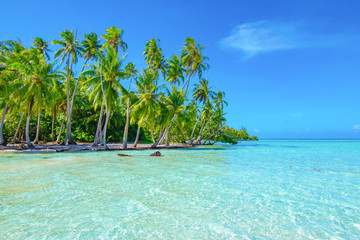 Palm trees on the beach. Travel and tourism concept.
Tahaa, Raiatea, French Polynesia. - obrazy, fototapety, plakaty