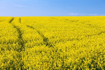 Fototapeta premium Field of rapeseed, canola or colza
