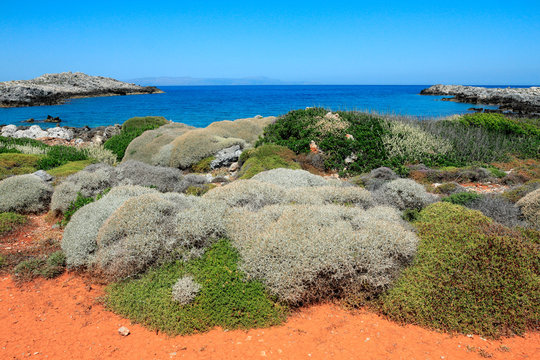 Flaure sauvage au sud de l&icirc;le de Cr&egrave;te