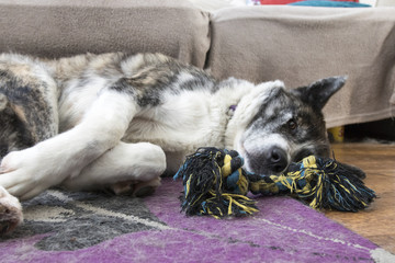 Dog lying down with a rope toy